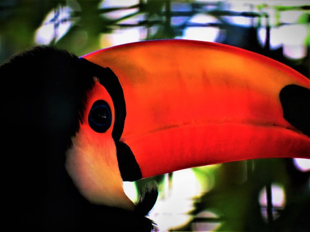 巨嘴鸟(Ramphastos Toco)。图片下载