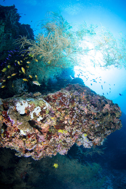 珊瑚礁和阳光图片下载