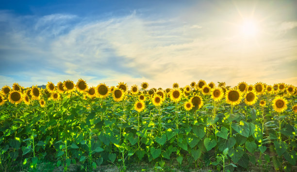 托斯卡纳夕阳下的向日葵田野景观。图片下载