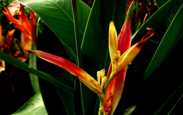 花海里康属植物图片下载