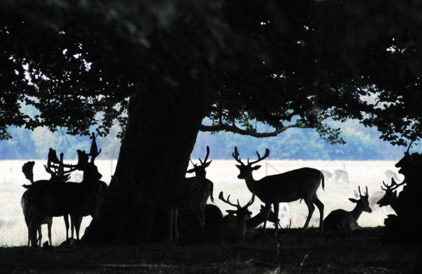 野生动物-丹麦-阴影下鹿群的剪影图片下载