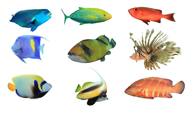 孤立在白色背景上的礁鱼图片下载