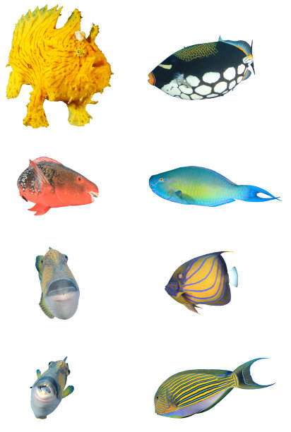 孤立在白色背景上的礁鱼图片下载