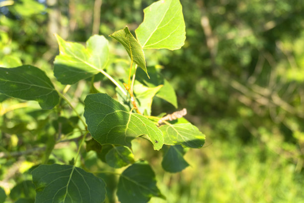 照片树林在夏天，美丽的夏天背景图片下载