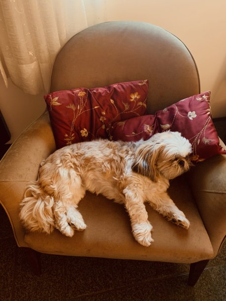 狗睡觉图片下载