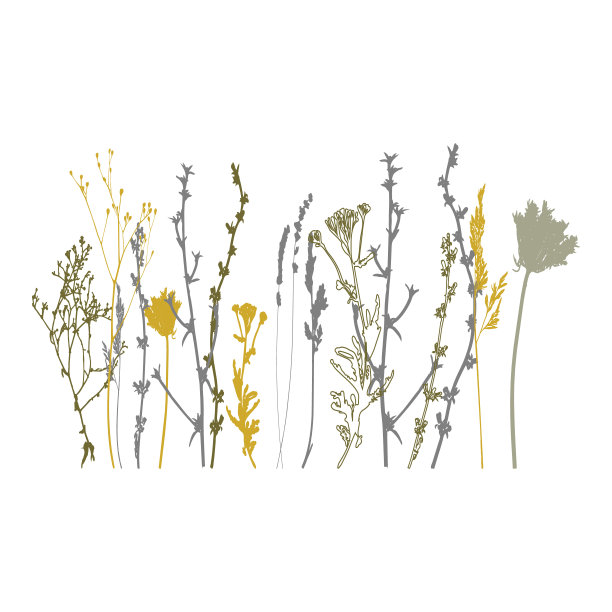 植物插图，植物，野花和草图片下载