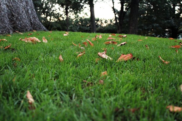 新鲜青草上的枯叶图片下载