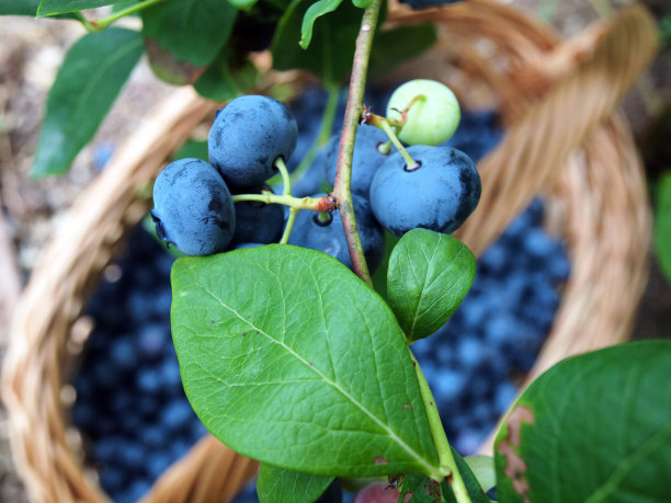 新鲜的蓝莓在果园农场的蓝莓丛中图片下载