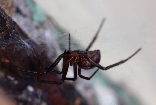 蜘蛛猎人与猎物近距离接触图片下载