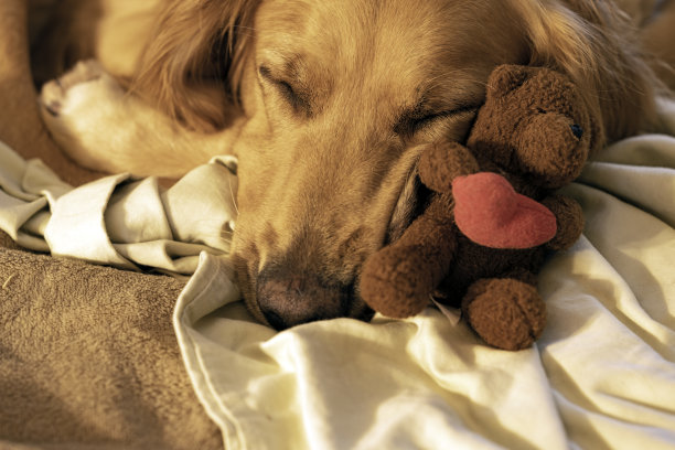 金毛猎犬睡小泰迪熊与心图片下载