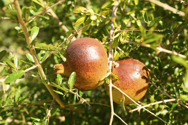 花园里的树枝上长着成熟的红石榴图片下载