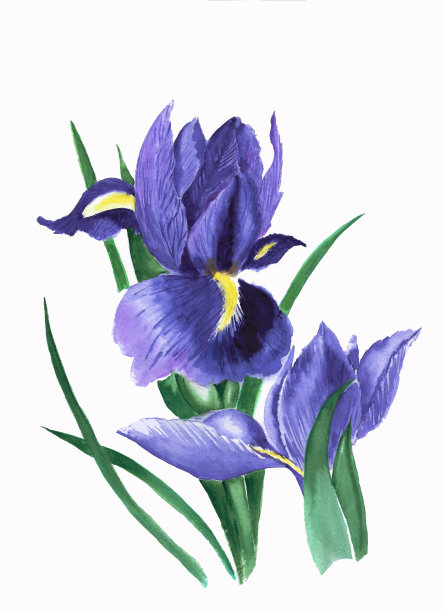 水彩画紫色日本鸢尾花在白色的背景图片下载