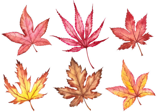 收集日本红色枫叶。图片下载