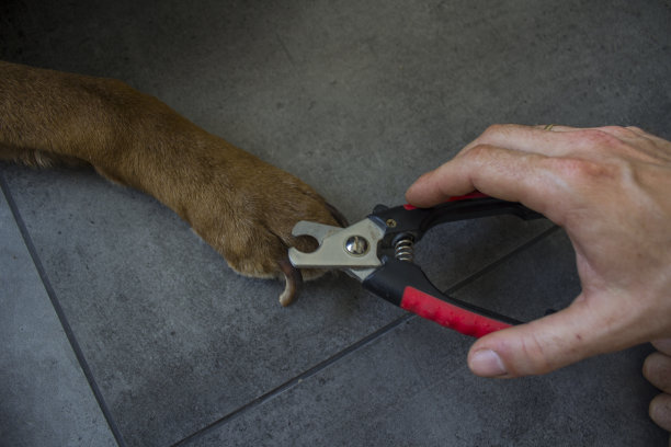 手持钢制指甲钳，成年犬日常护理照片图片下载