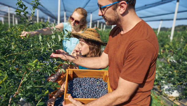 现代家庭采摘蓝莓的有机农场-家庭经营理念。图片下载