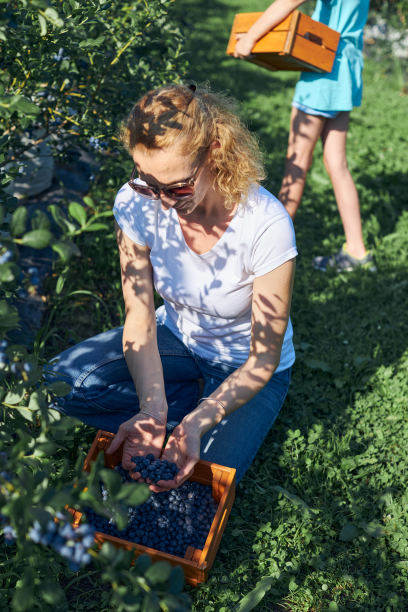 现代家庭在有机农场采摘蓝莓-家族企业的概念。图片下载