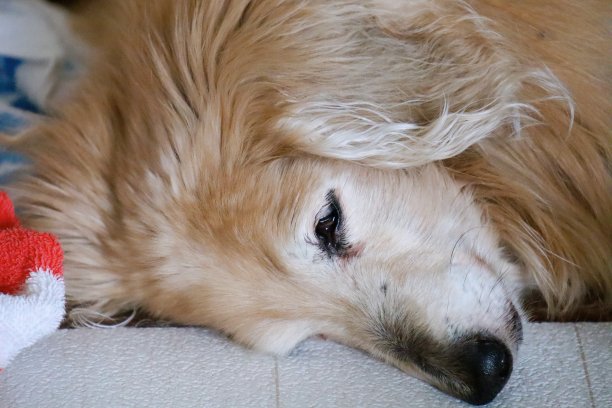 睡觉的狗图片下载