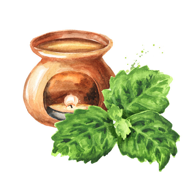 香灯和植物广藿香或广藿香枝与绿叶。手绘水彩插图孤立的白色背景图片下载