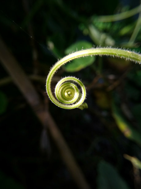 葫芦类植物的卷须图片下载