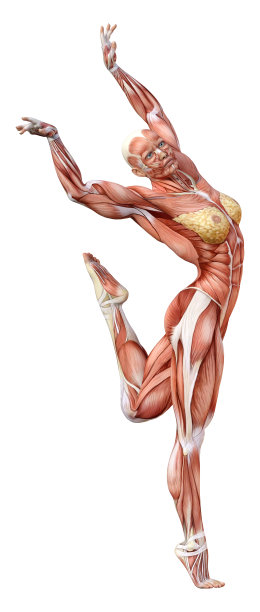 3D插图女性数字与肌肉地图上的白色图片下载