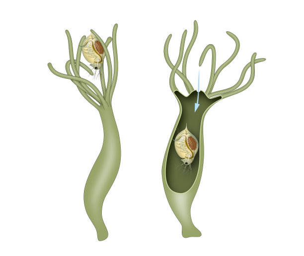 九头蛇营养图片下载