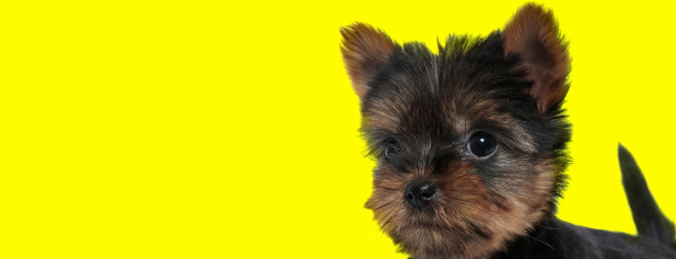 尽职尽责的约克郡犬专注而热切图片下载