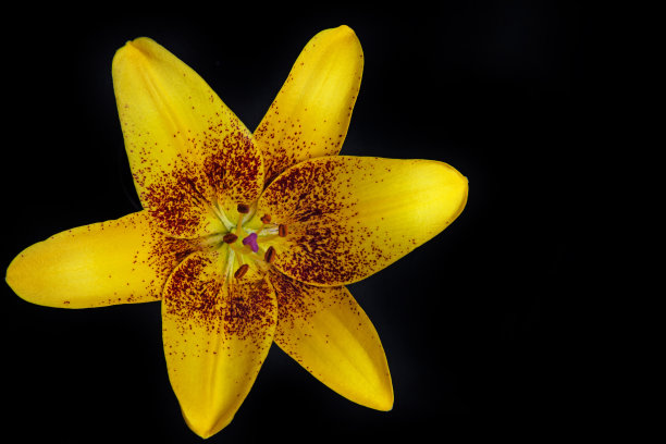 花的暗背景图像图片下载