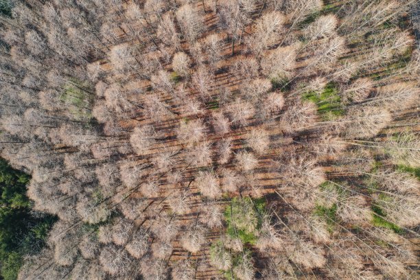 水杉林图片下载