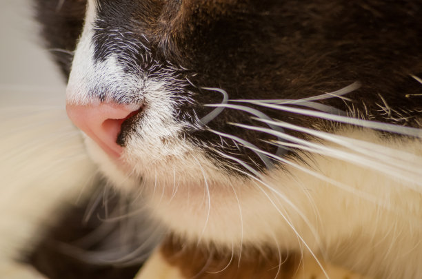 猫鼻子近湿鼻子微距照片。黑白猫图片下载