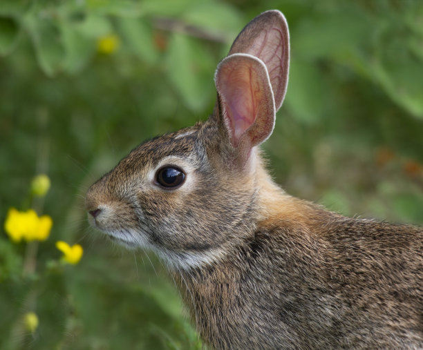 可爱的兔子图片素材ID：379068714