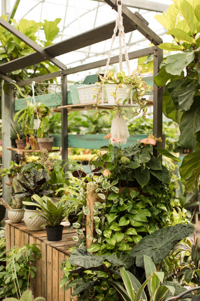 珍稀热带植物和花卉在明亮的自然光图片下载