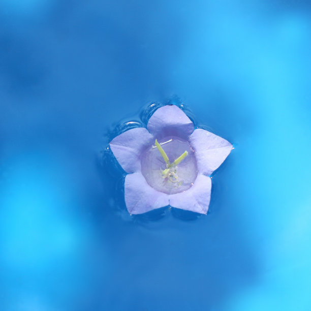 紫蓝色的图片下载