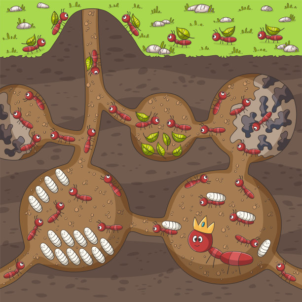 蚁巢中的蚂蚁图片下载