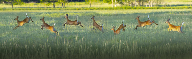 鹿在乡村的草地上奔跑跳跃图片下载