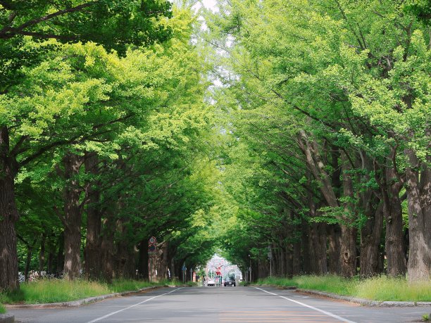 绿色的季节。图片下载