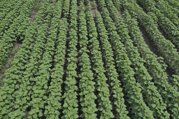 在开花前种植向日葵的农田。绿色的树叶。上面用无人机拍摄的照片。在欧洲，在匈牙利图片下载
