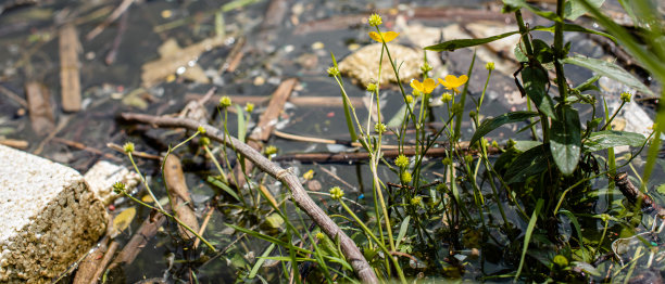 河边的野生药草特写照片图片下载