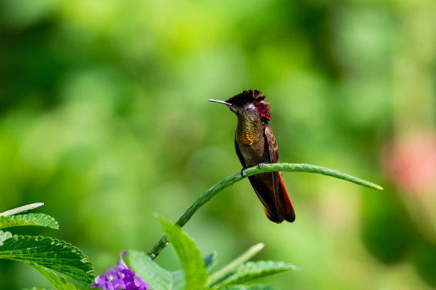 一只红宝石黄玉蜂鸟栖息在花园里图片下载
