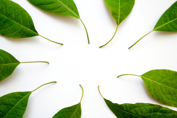 白色背景上的绿色鳄梨叶子图片下载