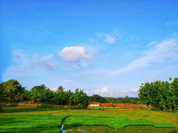 绿色的稻田和美丽的孟加拉国小村庄。图片下载