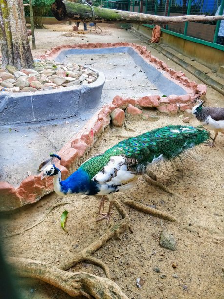 蓝、绿、白相间的杂交孔雀，羽毛艳丽。杂交孔雀是非常稀有的鸟类品种。图片下载