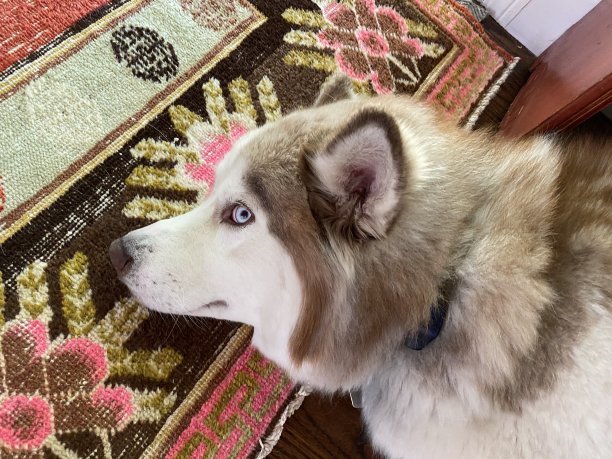 哈士奇斜着眼看图片下载