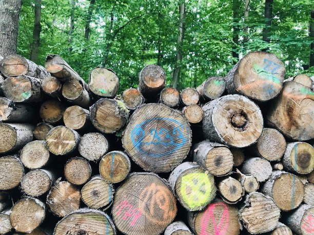 由于树皮甲虫的攻击，被感染的树木清除和卫生图片下载