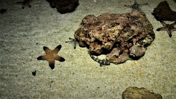 海星在海底图片下载