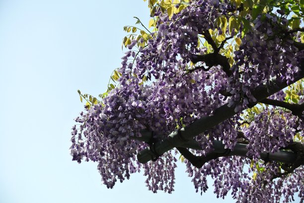 日本春紫藤花图片下载