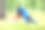 男人在公园里练瑜伽。成年男子做下犬式图片下载