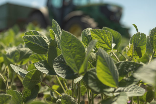 大豆田特写照片图片下载
