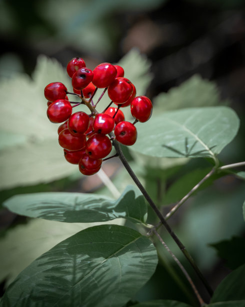 有鲜红色浆果的植物图片下载