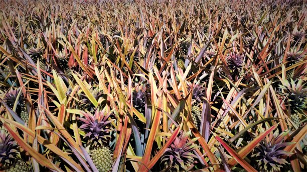 加勒比安提瓜岛的黑菠萝种植园图片下载