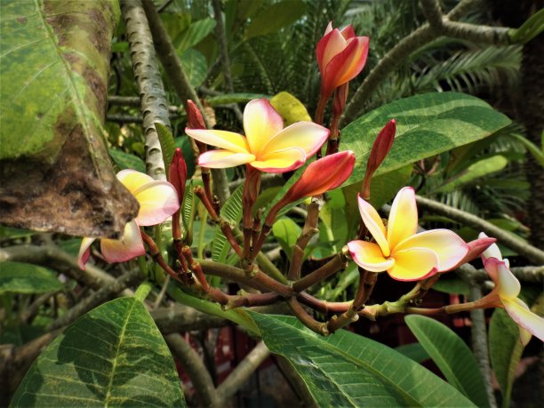 鲜艳的异国花朵图片下载